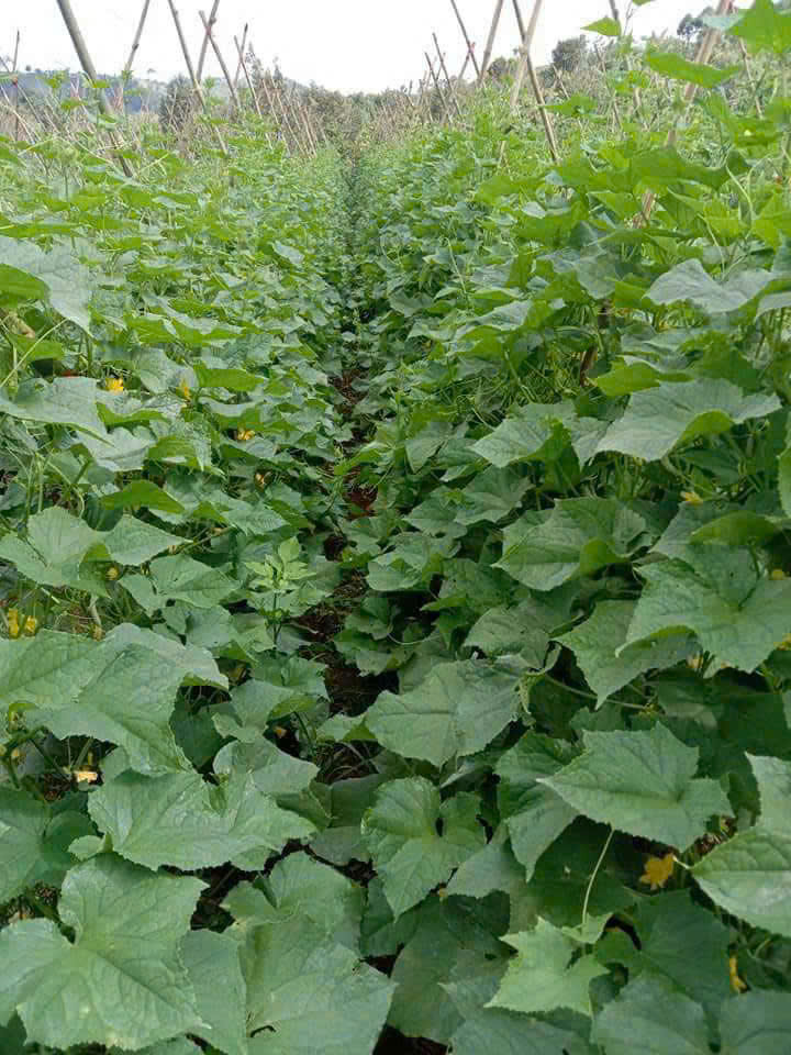 CÔNG TY TNHH THỰC PHẨM HAPPY FARM
